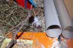DSC_1515.jpg
