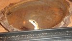 zwergwüstengecko.JPG