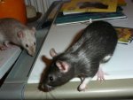 Ratte4.jpg