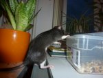 Ratte5.jpg