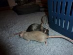 Ratte7.jpg