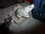 Ratte9.jpg