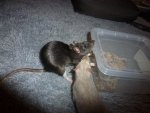 Ratte11.jpg