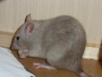 Ratte12.jpg