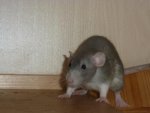 Ratte13.jpg