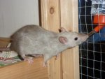 Ratte15.jpg