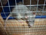 Ratte17.jpg