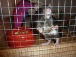Ratte18.jpg