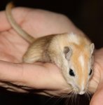 rennmaus3a.jpg