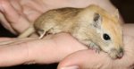 rennmaus4a.jpg