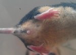 Maus 3b.jpg