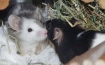 Ferdinand und Mokka.jpg