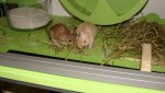 DSC01153.jpg