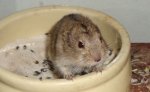 murmel.JPG