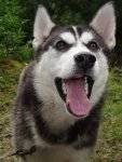 Husky Karte (56).jpg