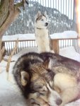 Husky Karte (5).jpg