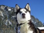 Husky Karte (15).jpg