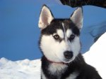Husky Karte (30).jpg
