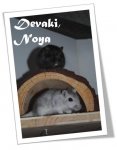 fotoshootin 005.jpg