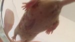Maus_unten.jpg