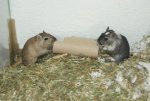 DSC09906.jpg