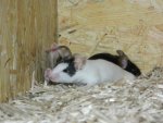 DSCN6811.jpg