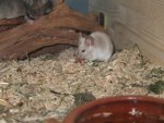 DSCF1445.jpg