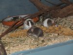 DSCF1483.jpg