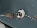 DSCF1499.jpg