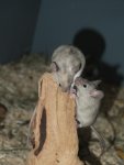 DSCF1600.jpg