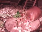 frühstück maus 2.jpg