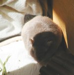 Sonne6.jpg