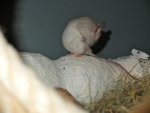 DSCF2175.jpg