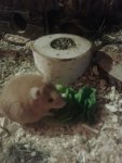 hamsterbacke Josy.jpg