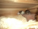 DSC02847.jpg