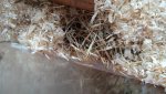 DSC07517.jpg