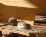 sonnenmäuse1.jpg