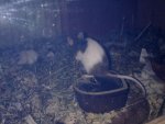 Fotos für Chrissie und Carasma 017.jpg