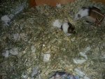 Fotos für Chrissie und Carasma 020.jpg