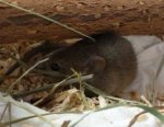 Wildmaus02.jpg