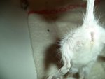 DSC00682.jpg