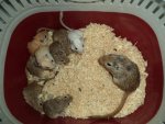 DSC00660.jpg