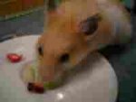 Crunchcrunchcrunch.jpg