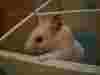 Crunchylini.jpg