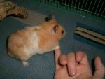 CrunchygibtPfote.jpg