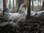 Chicken_17Dezember.jpg