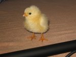 Chicken.jpg