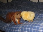 ChickenHermine3.jpg