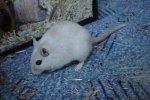 DSC02220bekl.JPG