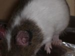 Maus 4.jpg Maus 4.jpg
